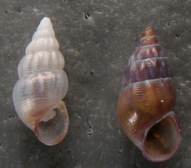 Rissoa similis: variet� di forme dimensioni e scultura